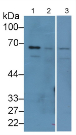 Lamin B1 Antibody in Western Blot (WB)