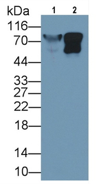 LUM Antibody in Western Blot (WB)