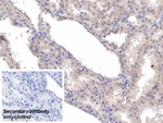 KPNA2 Monoclonal Antibody (C8)