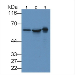 KPNA2 Antibody in Western Blot (WB)