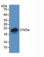 HFE2 Antibody in Western Blot (WB)
