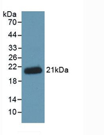 HFE2 Antibody in Western Blot (WB)