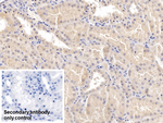 EB1 Monoclonal Antibody (C4)