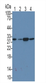 EB1 Antibody in Western Blot (WB)