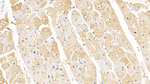 LSR Antibody in Immunohistochemistry (Paraffin) (IHC (P))