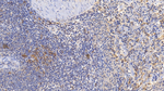 CD3d Antibody in Immunohistochemistry (Paraffin) (IHC (P))