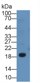 CD3d Antibody in Western Blot (WB)