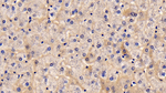 TSLP Antibody in Immunohistochemistry (Paraffin) (IHC (P))