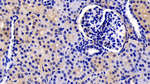 TSLP Antibody in Immunohistochemistry (Paraffin) (IHC (P))
