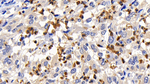 BCL-XL Monoclonal Antibody (C4)