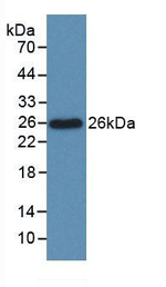 BCL-XL Antibody in Western Blot (WB)
