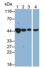 HPD Antibody in Western Blot (WB)