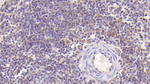 CD90 Antibody in Immunohistochemistry (Paraffin) (IHC (P))