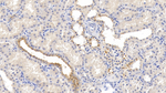 Nectin 2 Monoclonal Antibody (C6)