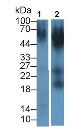 Nectin 2 Antibody in Western Blot (WB)
