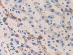 Cathelicidin Antibody in Immunohistochemistry (Paraffin) (IHC (P))