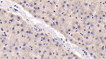 TSLP Antibody in Immunohistochemistry (Paraffin) (IHC (P))