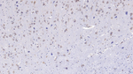 FSTL1 Monoclonal Antibody (C7)