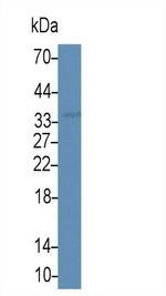 FSTL1 Antibody in Western Blot (WB)