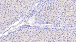 AHSP Antibody in Immunohistochemistry (Paraffin) (IHC (P))