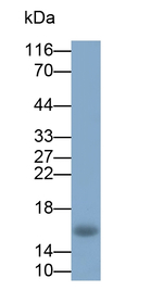GIP Antibody in Western Blot (WB)