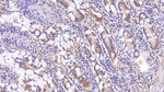 MUC5B Monoclonal Antibody (C8)