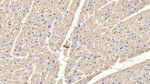Myosin 4 Monoclonal Antibody (C3)