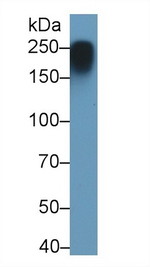 Myosin 4 Antibody in Western Blot (WB)