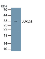 Myosin 4 Antibody in Western Blot (WB)