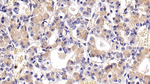 FSH beta Antibody in Immunohistochemistry (Paraffin) (IHC (P))