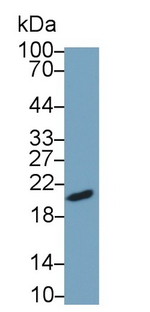 FSH beta Antibody in Western Blot (WB)