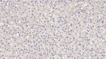NAMPT Monoclonal Antibody (C9)