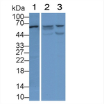 NAMPT Antibody in Western Blot (WB)