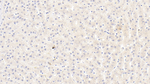 INHBB Antibody in Immunohistochemistry (Paraffin) (IHC (P))