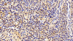 AHR Antibody in Immunohistochemistry (Paraffin) (IHC (P))