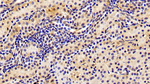 AHR Antibody in Immunohistochemistry (Paraffin) (IHC (P))