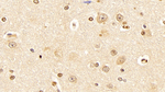 AHR Antibody in Immunohistochemistry (Paraffin) (IHC (P))