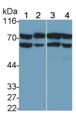 PADI6 Monoclonal Antibody (D2)