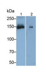 AMOT Antibody in Western Blot (WB)