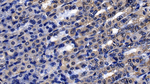FGF9 Antibody in Immunohistochemistry (Paraffin) (IHC (P))