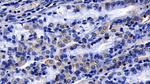 FGF9 Monoclonal Antibody (E4)
