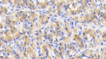 IL-12 p40 Monoclonal Antibody (C16)