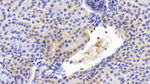 IL-12 p40 Antibody in Immunohistochemistry (Paraffin) (IHC (P))