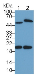 IL-15 Antibody in Western Blot (WB)