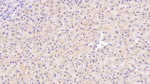 NTF3 Antibody in Immunohistochemistry (Paraffin) (IHC (P))
