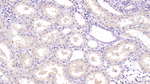 NTF3 Antibody in Immunohistochemistry (Paraffin) (IHC (P))