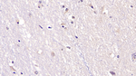 NTF3 Monoclonal Antibody (C3)