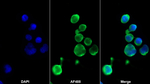 CD154 (CD40 Ligand) Antibody in Immunocytochemistry (ICC/IF)