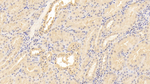 CD154 (CD40 Ligand) Antibody in Immunohistochemistry (Paraffin) (IHC (P))