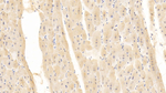 CD154 (CD40 Ligand) Antibody in Immunohistochemistry (Paraffin) (IHC (P))